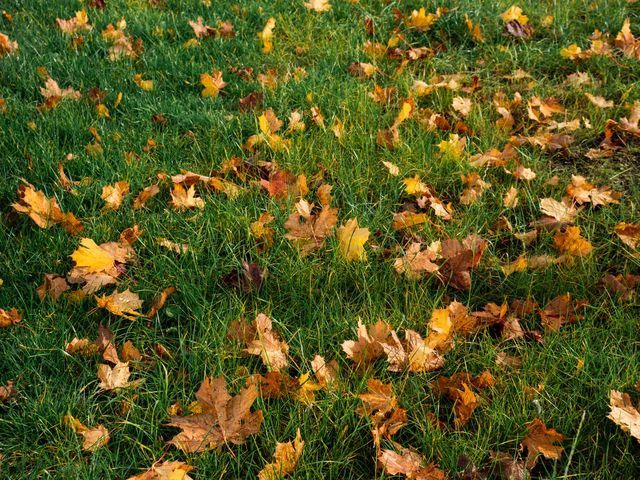 Fallen autumn leaves piled on the ground