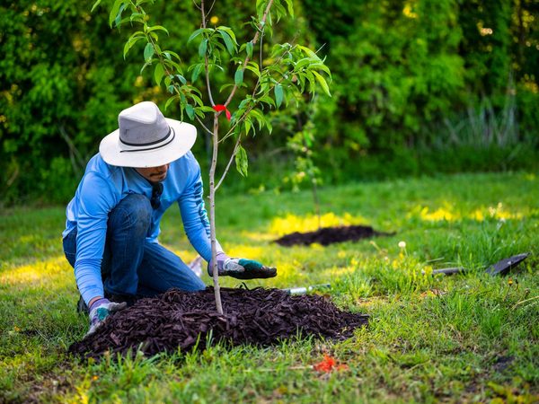 Fresh mulch being spread around a young tree